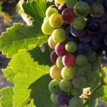 Grapes_during_pigmentation