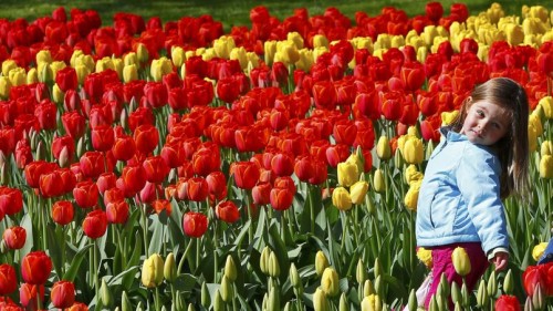 A girl stands in the middle of a tulips field at the Keukenhof park in Lisse
