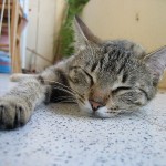 800px-Sleeping_cat