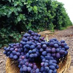 407px-Autumn_Royal_grapes